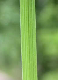 Slender Blue Flag