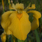 Yellow Iris