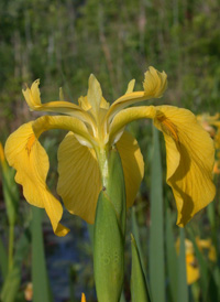 Yellow Iris