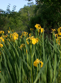 Yellow Iris