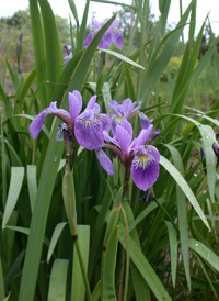 Large Blue Flag