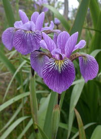 Large Blue Flag