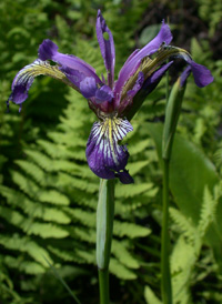 Large Blue Flag