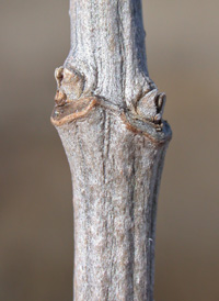 Common Marsh-elder