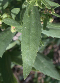 Common Marsh-elder