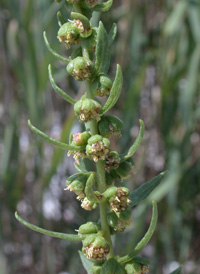 Common Marsh-elder