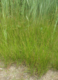 Saltmarsh Rush