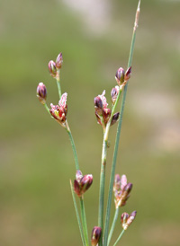 Saltmarsh Rush