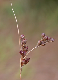 Saltmarsh Rush