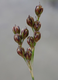 Saltmarsh Rush