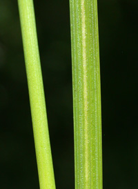 Grass-leaved Rush