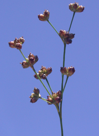 Grass-leaved Rush