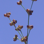 Grass-leaved Rush