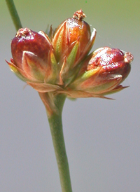 Grass-leaved Rush