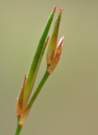 Brown-fruited Rush