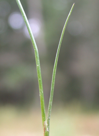 Brown-fruited Rush