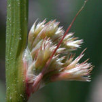 Common Rush Common Rush