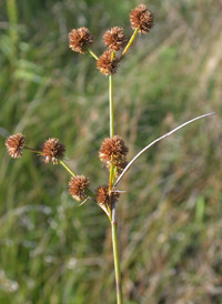 Scirpus-like Rush