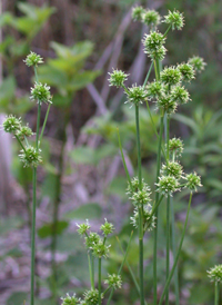 Scirpus-like Rush