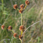 Scirpus-like Rush