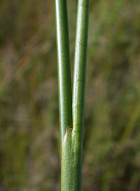 Scirpus-like Rush