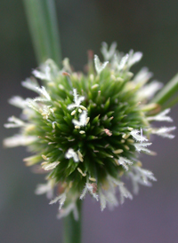 Scirpus-like Rush