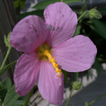 Seashore Mallow Seashore Mallow