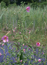 Seashore Mallow
