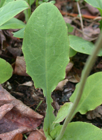 Two-flowered Dwarf-dandelion