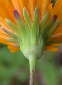 Two-flowered Dwarf-dandelion