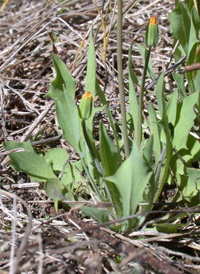 Virginia Dwarf-dandelion