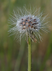 Virginia Dwarf-dandelion