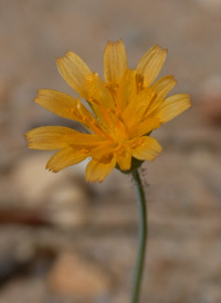 Virginia Dwarf-dandelion