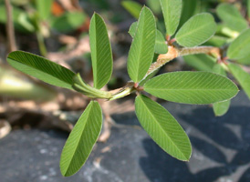 Japanese Clover