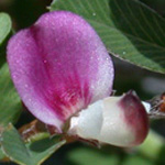 Japanese Clover Japanese Clover