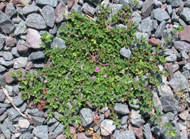 Japanese Clover