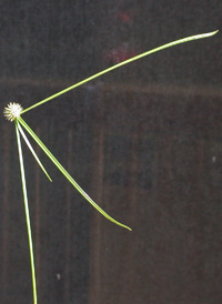 Asiatic Spike-sedge