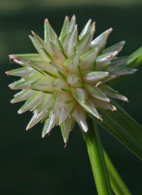 Asiatic Spike-sedge