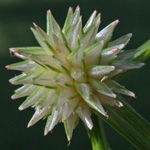 Asiatic Spike-sedge Asiatic Spike-sedge