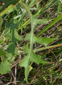 Canadian Lettuce