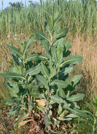 Prickly Lettuce