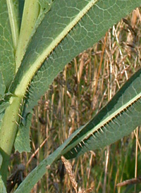 Prickly Lettuce