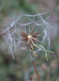 Prickly Lettuce