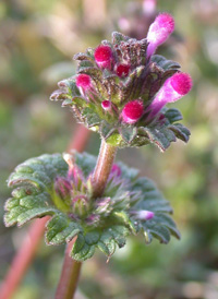 Henbit Dead-nettle