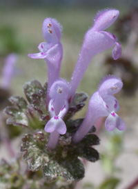 Henbit Dead-nettle