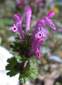 Henbit Dead-nettle