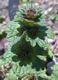 Henbit Dead-nettle