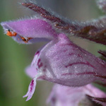 Red Dead-nettle Red Dead-nettle