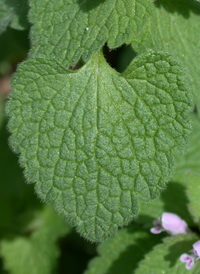 Red Dead-nettle