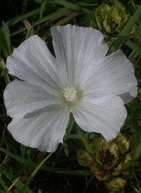 Annual Mallow